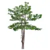 Alstonia Scholaris Plants